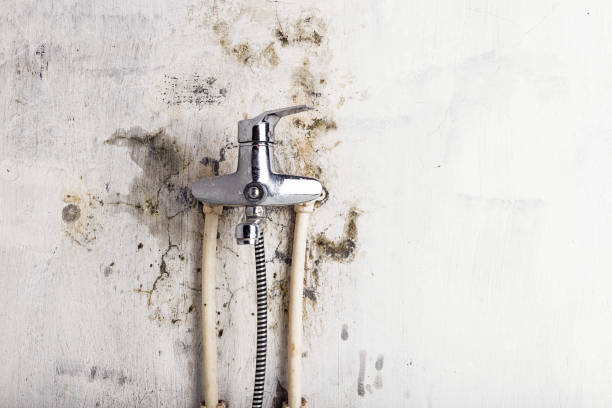 Best Mold Cleaning Services  in Firestone, CO