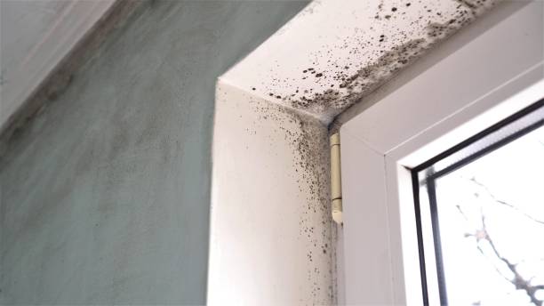 Best Mold Remediation Experts  in Firestone, CO