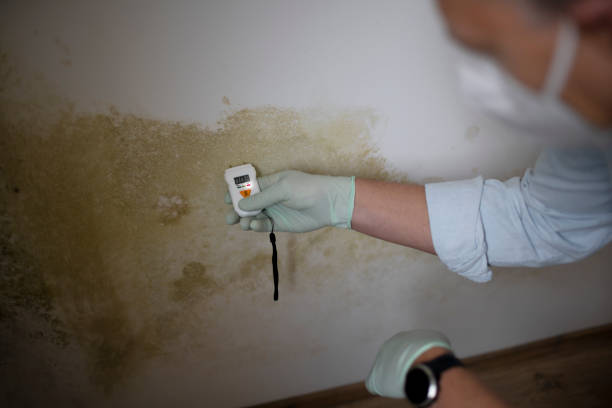 Best Crawl Space Mold Removal  in Firestone, CO