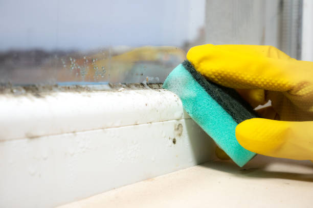 Professional Mold Removal in Firestone, CO