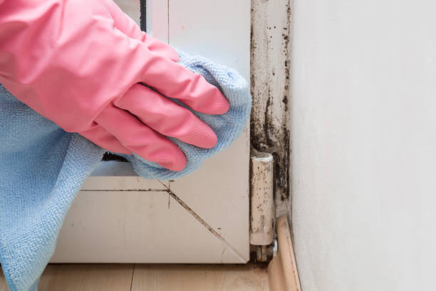 Best Best Mold Removal Companies  in Firestone, CO
