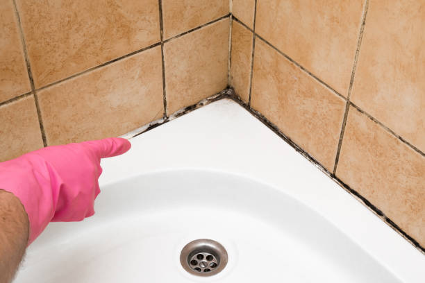 Mold Testing and Removal in Firestone, CO